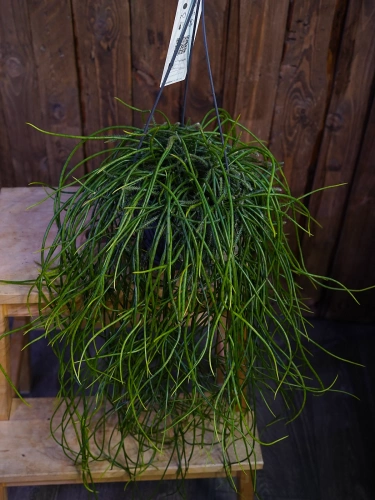 Rhipsalis floccosa ⌀15cm