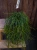 Rhipsalis floccosa ⌀15cm