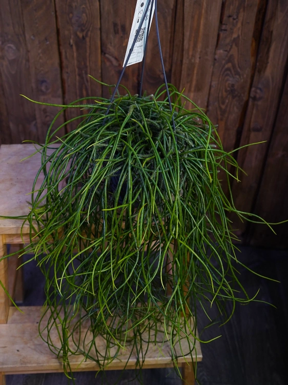 Rhipsalis floccosa ⌀15cm