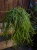 Rhipsalis floccosa ⌀15cm