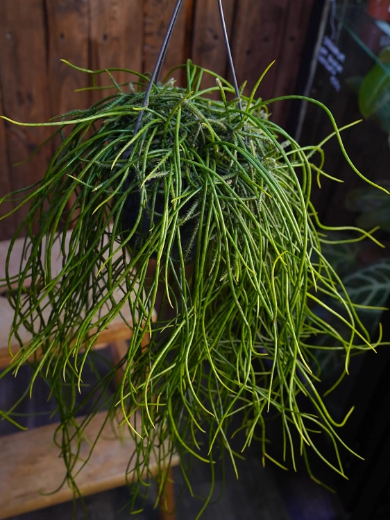 Rhipsalis floccosa ⌀15cm