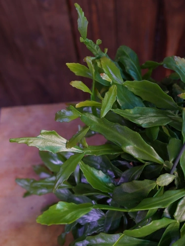 Rhipsalis crispata ⌀15cm