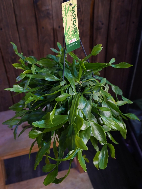 Rhipsalis crispata ⌀15cm
