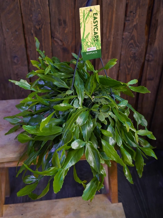 Rhipsalis crispata ⌀15cm