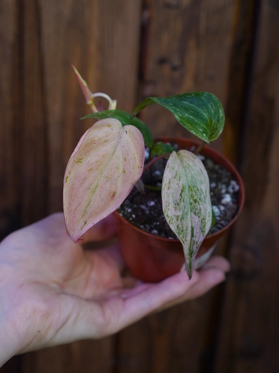 Philodendron scandens micans 'Marble Variegata' ⌀10,5cm