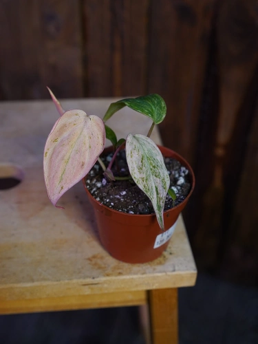 Philodendron scandens micans 'Marble Variegata' ⌀10,5cm