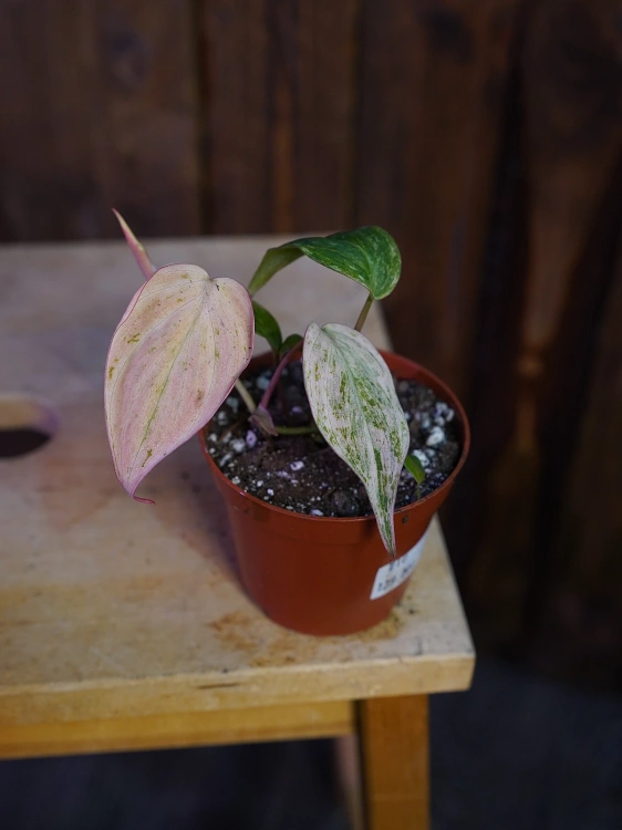 Philodendron scandens micans 'Marble Variegata' ⌀10,5cm