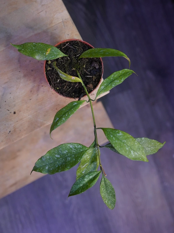 Hoya multiflora 'Silver Splash' ⌀8cm