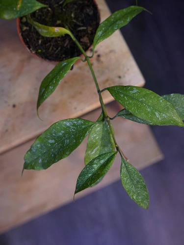 Hoya multiflora 'Silver Splash' ⌀8cm