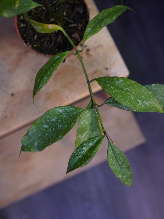 Hoya multiflora 'Silver Splash' ⌀8cm