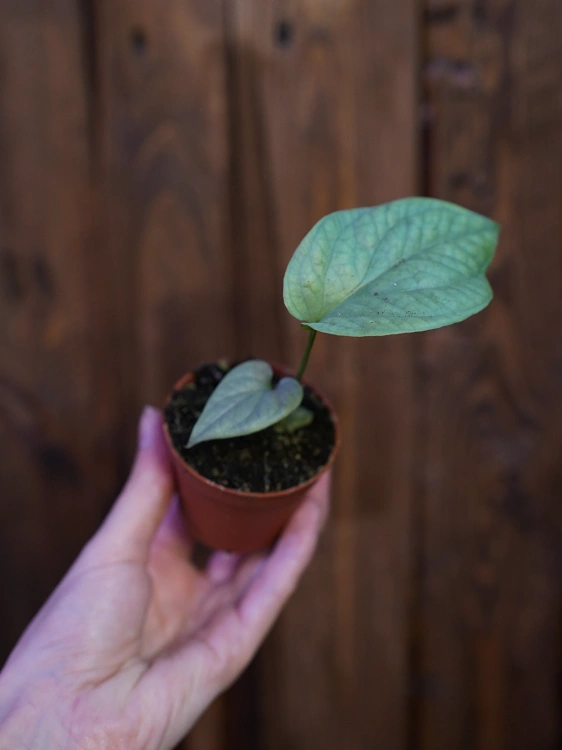 Amydrium medium 'Silver' ⌀6cm