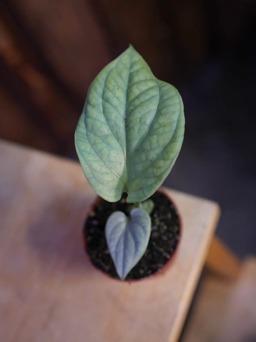 Amydrium medium 'Silver' ⌀6cm