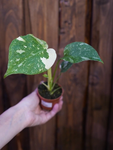 Monstera Thai Constellation ⌀6cm