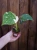 Monstera Thai Constellation ⌀6cm