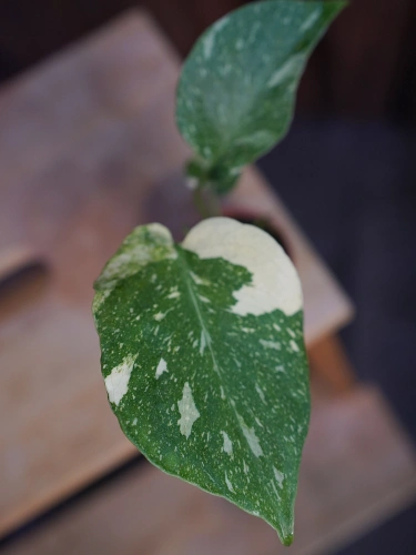 Monstera Thai Constellation ⌀6cm