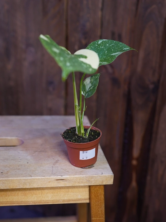 Monstera Thai Constellation ⌀6cm