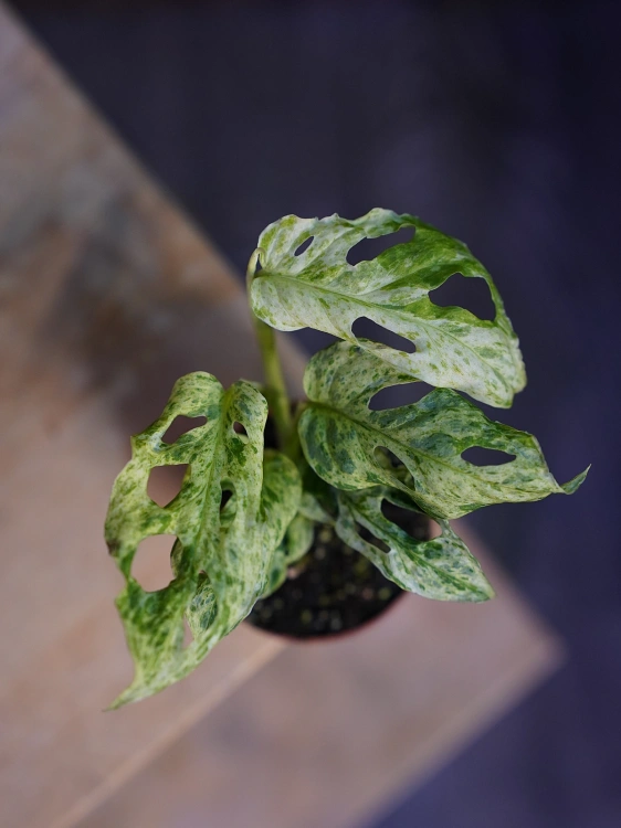 Monstera Frozen Freckles ⌀6cm
