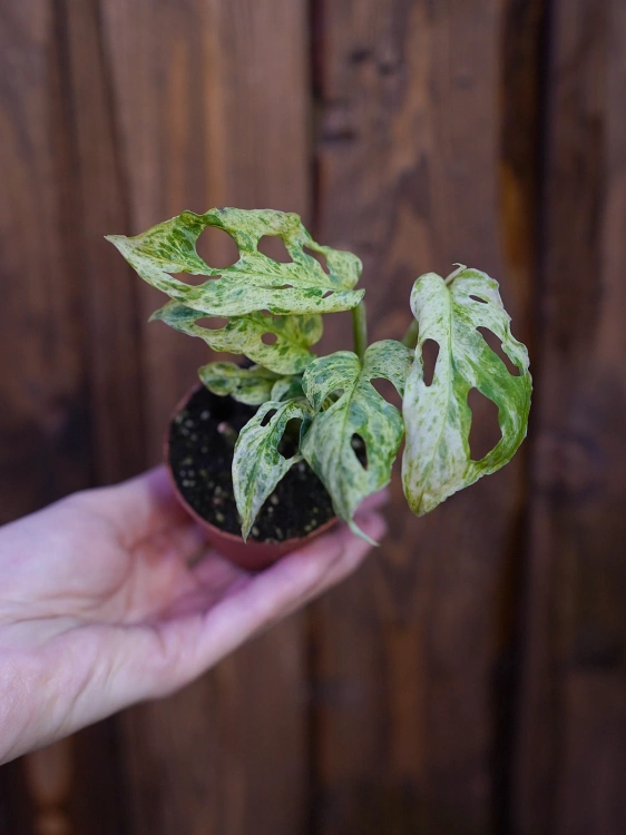 Monstera Frozen Freckles ⌀6cm