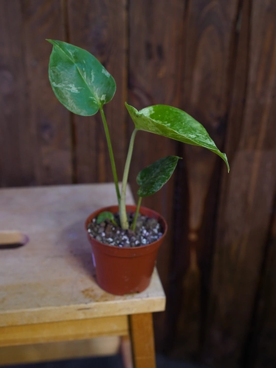 Monstera deliciosa 'Bulbasaur' ⌀6cm