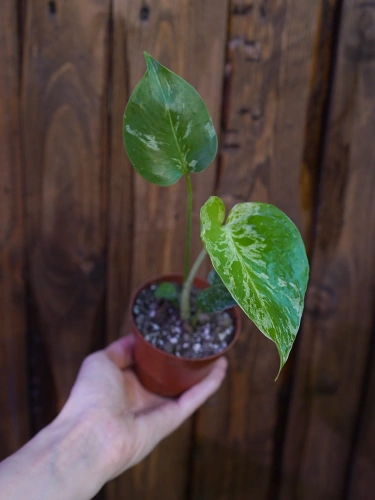 Monstera deliciosa 'Bulbasaur' ⌀6cm