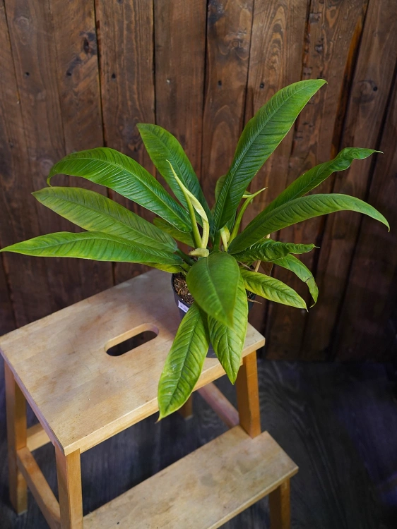 Philodendron campii ⌀12cm