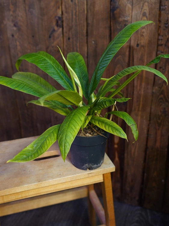 Philodendron campii ⌀12cm