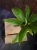 Philodendron campii ⌀12cm