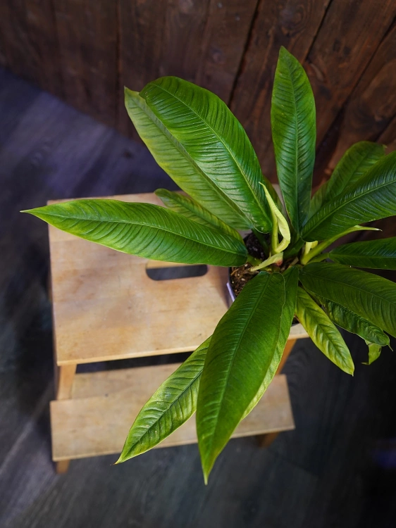 Philodendron campii ⌀12cm