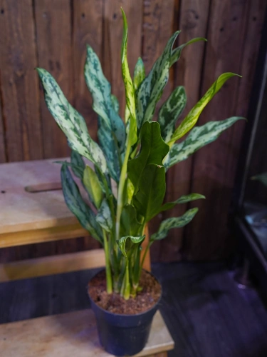 Aglaonema 'Miss Juliette' ⌀14cm