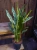 Aglaonema 'Miss Juliette' ⌀14cm