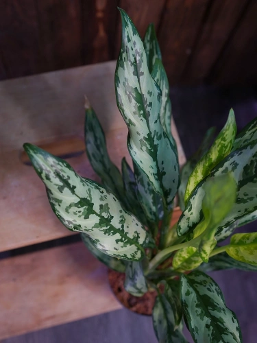 Aglaonema 'Miss Juliette' ⌀14cm