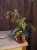 Begonia 'Dainty Spray Sport Variegata' ⌀8cm