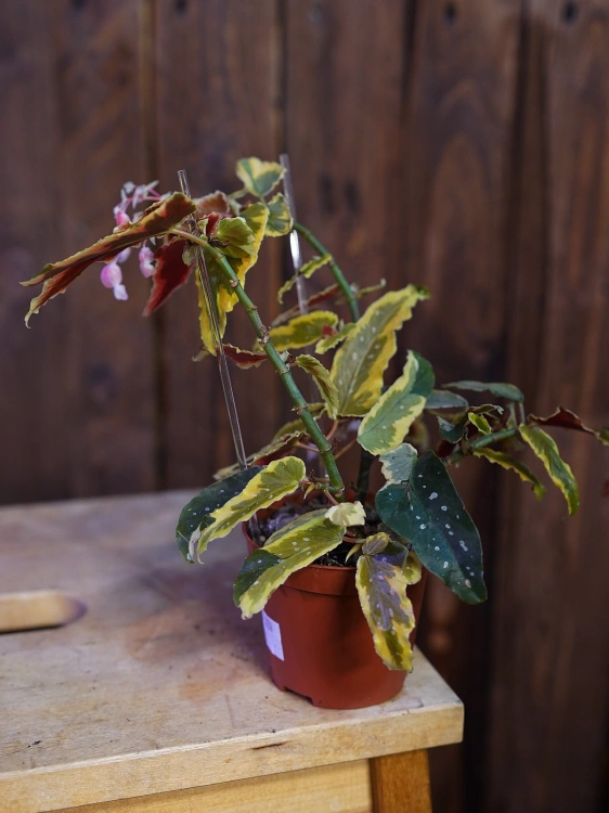 Begonia 'Dainty Spray Sport Variegata' ⌀8cm