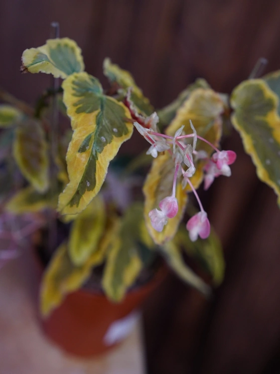 Begonia 'Dainty Spray Sport Variegata' ⌀8cm
