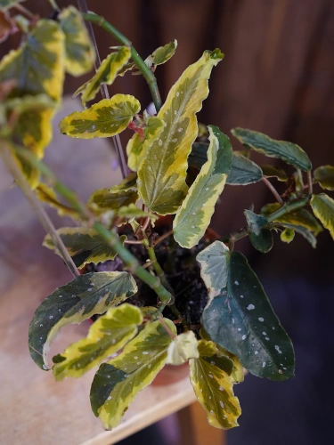 Begonia 'Dainty Spray Sport Variegata' ⌀8cm