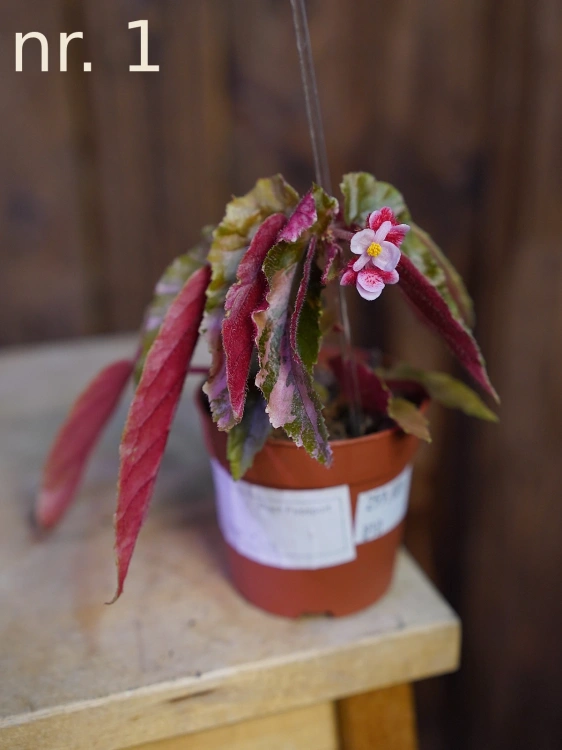 Begonia 'Ginny Galaxy Variegata' ⌀7cm
