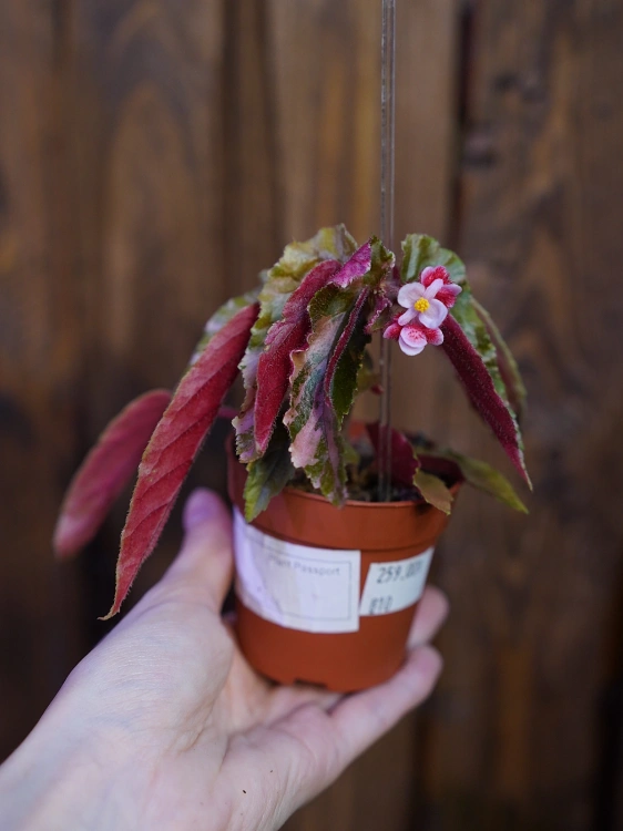 Begonia 'Ginny Galaxy Variegata' ⌀7cm