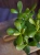 Crassula ovata Grubosz ⌀12cm