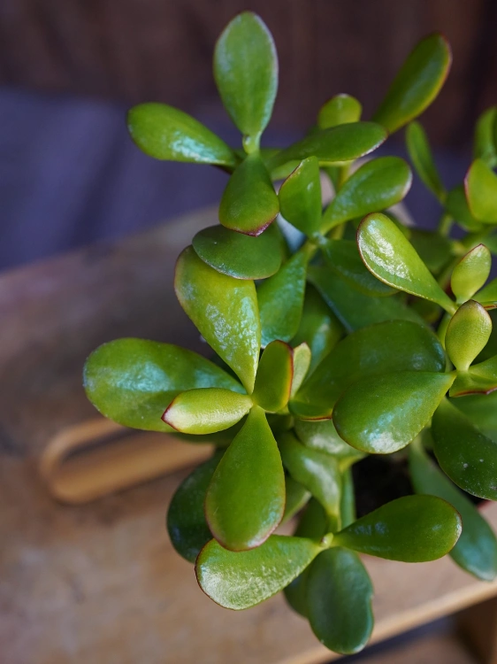 Crassula ovata Grubosz ⌀12cm