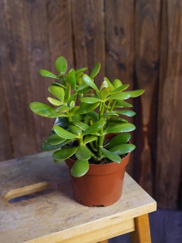Crassula ovata Grubosz ⌀12cm