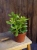 Crassula ovata Grubosz ⌀12cm