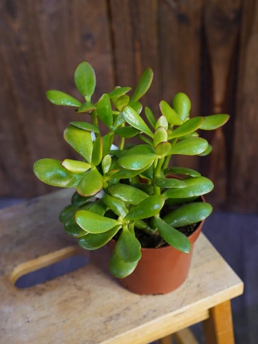 Crassula ovata Grubosz ⌀12cm