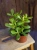 Crassula ovata Grubosz ⌀12cm