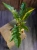 Philodendron 'Ring of Fire' ⌀12cm