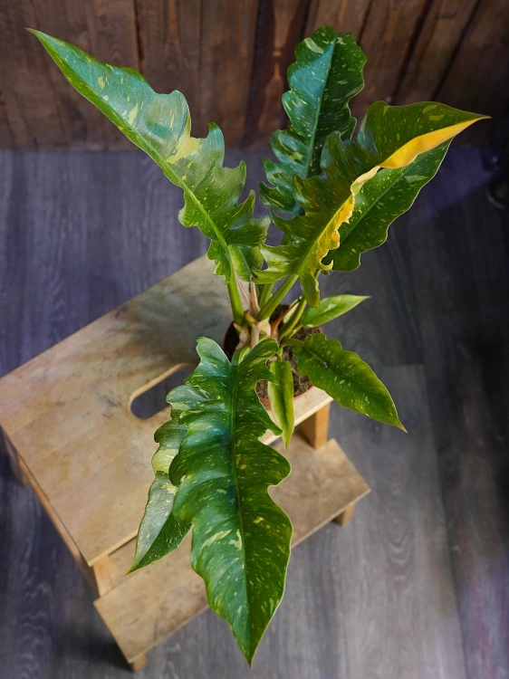 Philodendron 'Ring of Fire' ⌀12cm