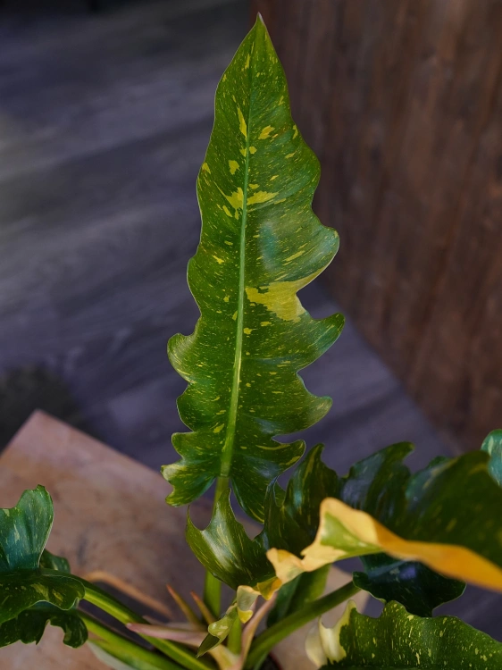 Philodendron 'Ring of Fire' ⌀12cm