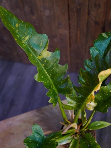 Philodendron 'Ring of Fire' ⌀12cm