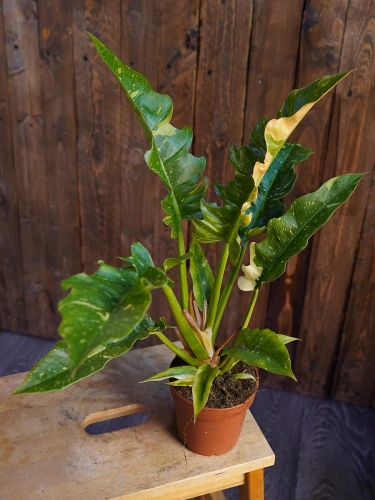 Philodendron 'Ring of Fire' ⌀12cm