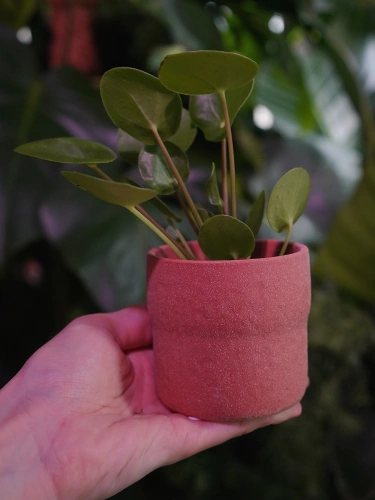 Osłonka ceramiczna Czarka Ceglana ⌀6cm