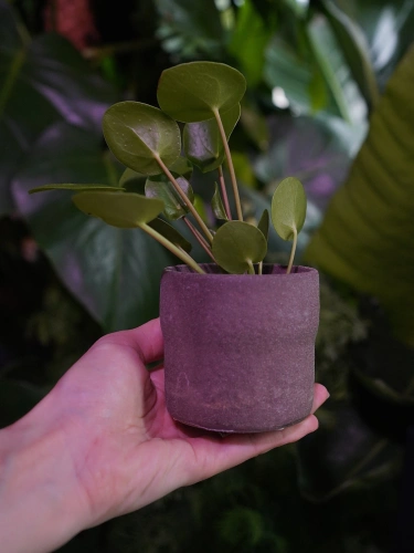 Osłonka ceramiczna Czarka Ciemny brąz ⌀6cm